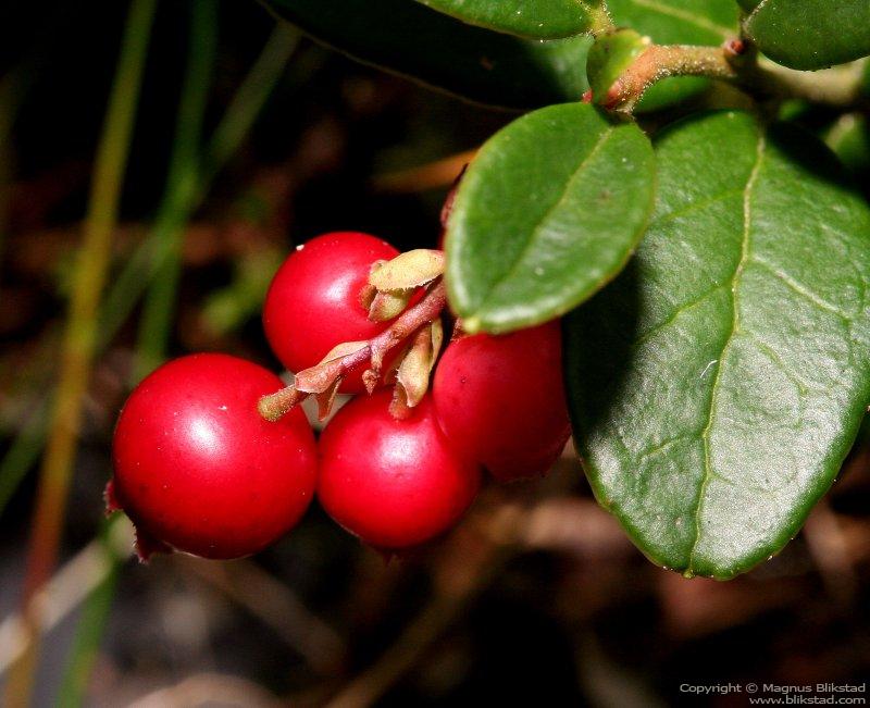 Lingonberries