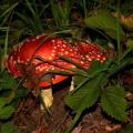 Fly Agaric Mushrooms