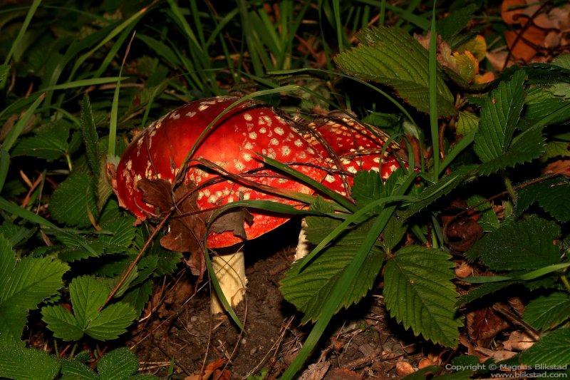 Fly Agaric Mushrooms