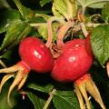 Rose hips