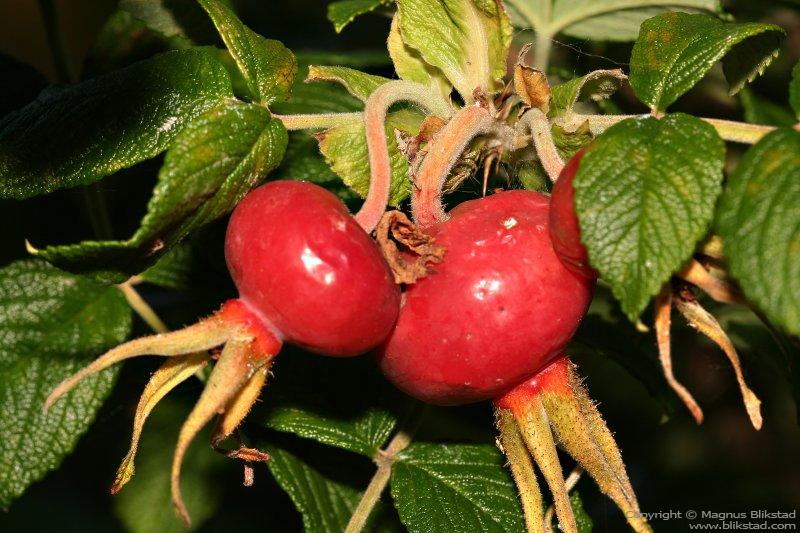 Rose hips