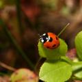 Ladybug