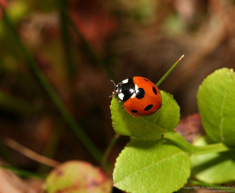 Ladybug