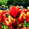 Tulip festival