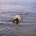 Morning swim